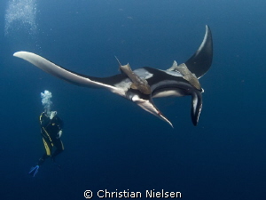 Another manta shot. Hope I don't bore you. But I really l... by Christian Nielsen 